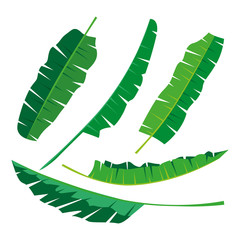 Tropical banana Leaves Collection on isolate vector. Beautiful Set. Vector illustration. Eps 10.