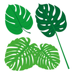 Tropical Leaves Collection on isolate vector. Beautiful Set. Vector illustration. Eps 10.