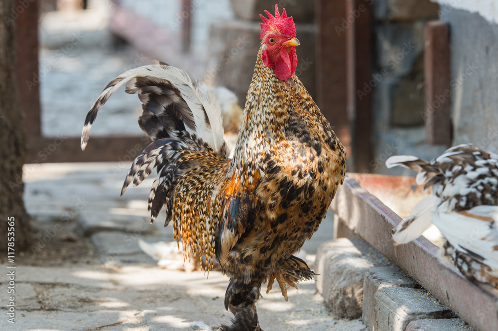 Wall mural Rooster and chickens