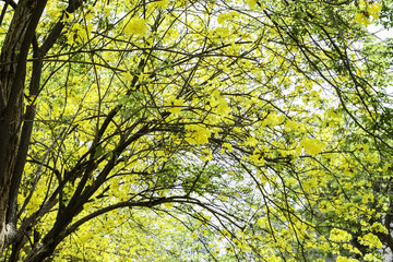 yellow flower it's name is Tabebuia aurea, A Beautiful Tabebuia aurea flower is blooming in the park.