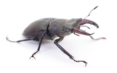Black Stag Beetle.
