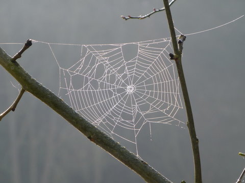 Dew-covered cobweb strung between branches of a tree on a misty spring morning