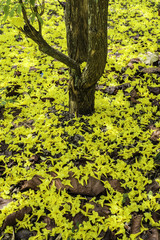yellow flower it's name is Tabebuia aurea, A Beautiful Tabebuia aurea flower is blooming in the park.