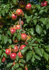 Сherry plum on the branch in sunlight.