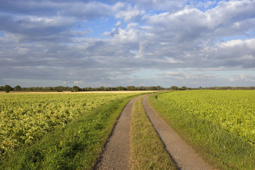 Farm track with potato and sugar beet crops