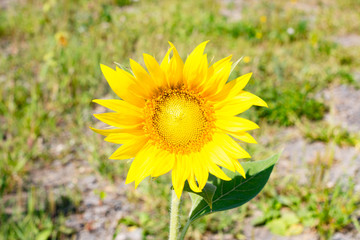 Fototapeta premium Opened flower sunflower summer day