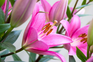 flower of a pink lily