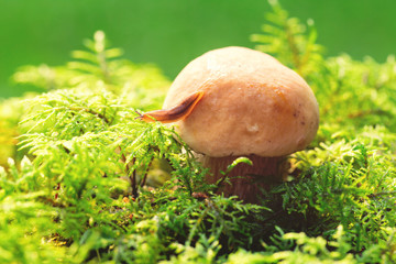 Slug on a mushroom hat in a green moss