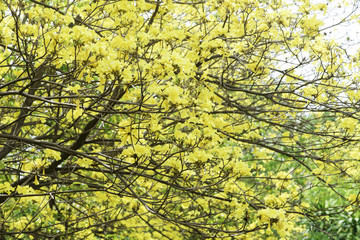 yellow flower it's name is Tabebuia aurea, A Beautiful Tabebuia aurea flower is blooming in the park.