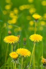 Blooming yellow dandelions in the green grass