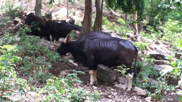 gaur or indian bison in the tropical forest 