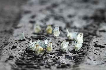 many white butterflies fluttering in the summer and sit on the dirty ground