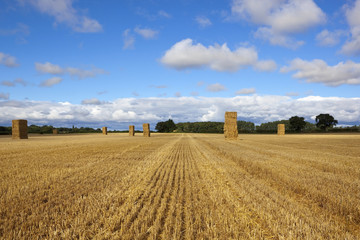 Fototapeta premium hay stacks at harvest time