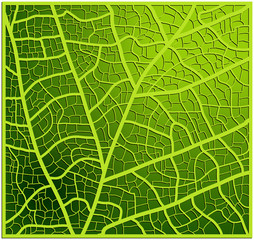 leaf texture, veins vector background design. Beautiful illustration ready to use