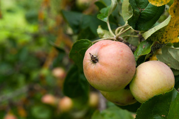 Apple Tree Closeup