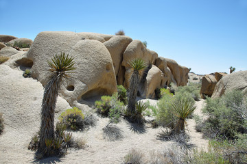 Boulders and Joshua Trees in Joshua Tree National Park