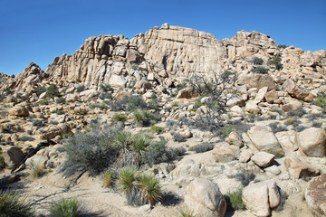 Fototapeta na wymiar Boulders and cactus in Joshua Tree National Park