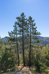 Three Pines over Forest