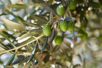 Olives on olive tree