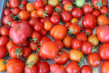 Sfumature di rosso pomodoro