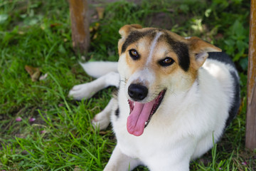 small white and black dog in garden