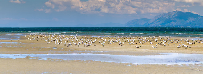 Liani ammos (Ammouliani) at Chalkida in Greece. A beautiful wetland with seagulls. Panoramic view.   © Bill Anastasiou