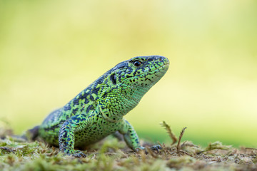 The sand lizard (Lacerta agilis)