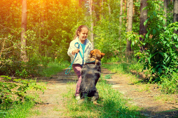 Naklejka na ściany i meble Little girl playing with dog in the forest in sunny day. Dog stands on hind legs