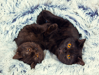 Two brown kitten lying together on fir blanket