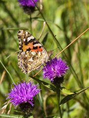 painted lady butterfly