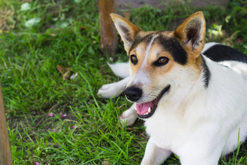 small white and black dog in garden