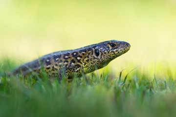 The sand lizard (Lacerta agilis)