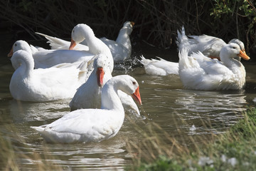 white geese and ducks splashing in the water