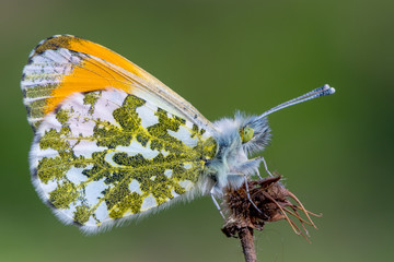 Fototapeta premium The orange tip (Anthocharis cardamines)