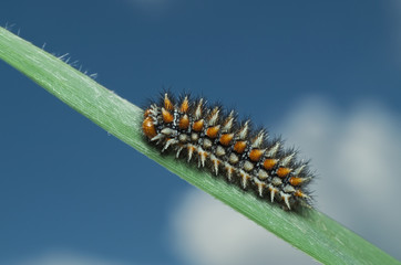 Caterpillar (larva) of the red-band or spotted fritillary butterfly (Melitaea didyma) on a grass leaf
