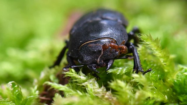 Balkenschr&ouml;ter (Dorcus parallelipipedus) K&auml;fer im Moos des Waldes