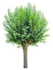 Naklejka premium Green summer tree isolated