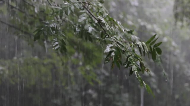 Heavy rain falls on the tree branches