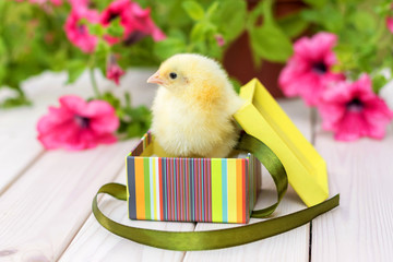 Newborn yellow chick in a gift box on a white wooden background. © greenoline