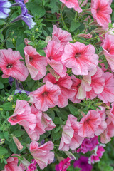 Obraz na płótnie Canvas Pink summer flowers in bloom