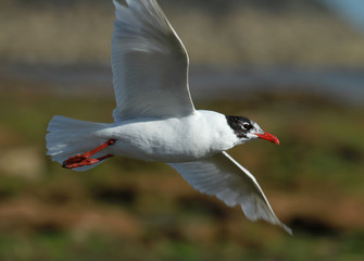 mouette mélanocéphale