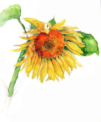 watercolor sunflower isolated