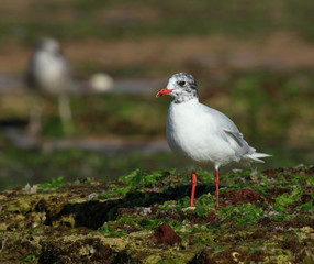 mouette mélanocéphale