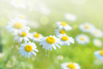 Obraz na płótnie Canvas Natural bokeh background with daisy flowers