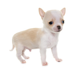 puppy chihuahua in studio