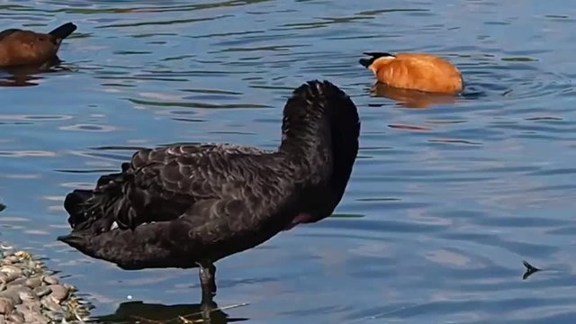 Black swan clean water among ducks