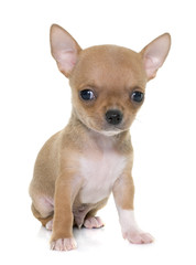 puppy chihuahua in studio