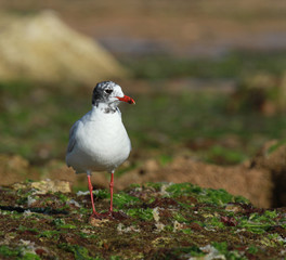 mouette mélanocéphale