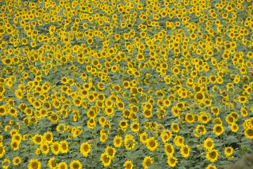 Background of sunflowers