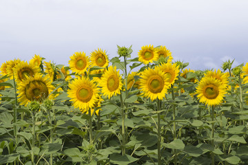 Large fields with sunflowers in Hungary